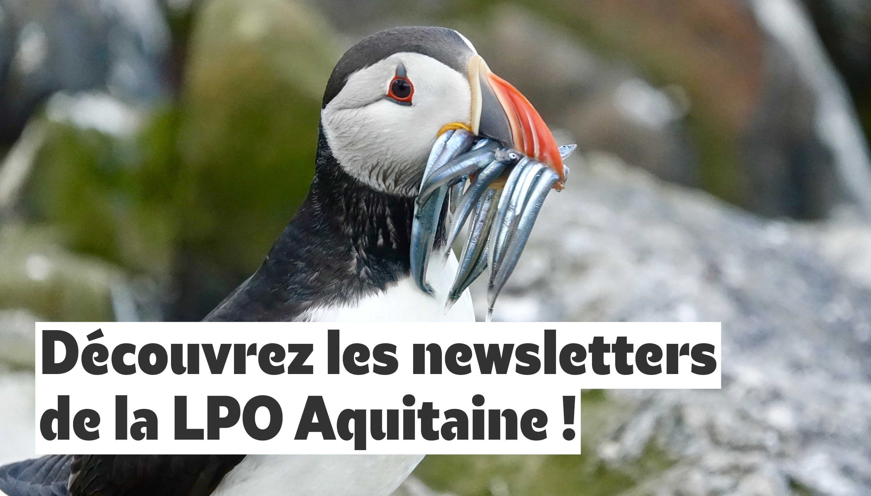 Découvrez les newsletters de la LPO Aquitaine !